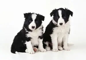 Border Collie Dog - puppies