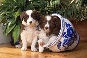 Border Collie Dog - puppies in plant pot