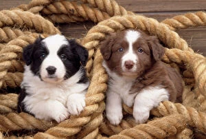 Herd Breeds Collection: Border Collie Dog - puppies in rope