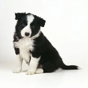 Images Dated 2nd July 2008: Border Collie Dog - puppy