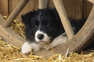 Sheltering Collection: Border Collie Dog - puppy