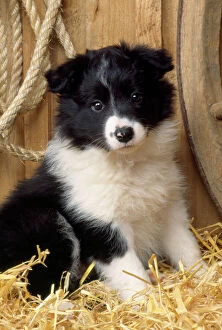 Herd Breeds Collection: Border Collie Dog - puppy