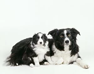 Border Collie Gallery: BORDER COLLIE  DOG and puppy