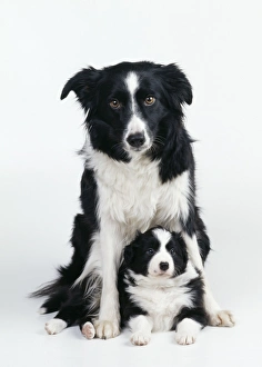 Border Collie Dog - puppy