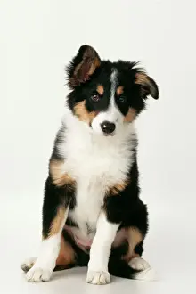 Border Collie Dog Puppy