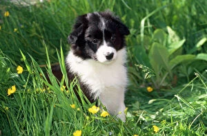 Border Collie Dog - puppy in buttercups