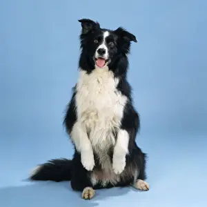 Begging Prints: Border Collie Dog - sitting up & begging
