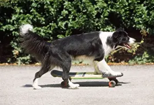 Agility Prints: Border Collie Dog - skateboarding
