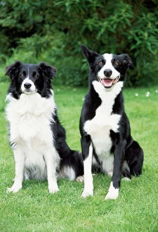 Herd Breeds Collection: Border Collie Dog - with Smooth Collie Dog