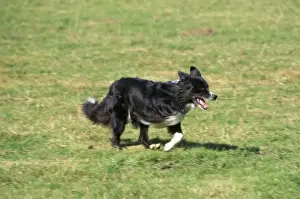 Border Collie Dog - three-legged