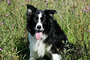 Collie Prints: Border Collie Dog - with tongue out