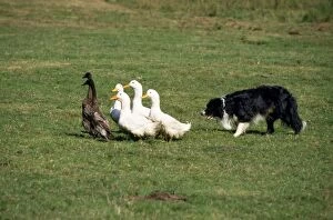 Working Collection: Border Collie Dog - training, rounding up ducks
