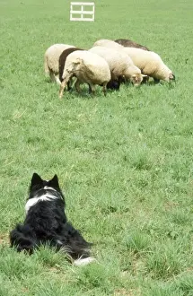 Competition Prints: Border Collie Dog Working sheepdog with sheep