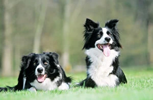 In Field Collection: Border Collie Dog - x 2 sitting on grass