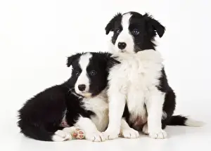 Border Collie Dog - x2 puppies