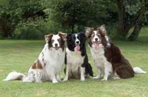 Images Dated 25th February 2009: Border Collie Dogs