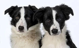Images Dated 10th March 2020: Two Border Collie dogs