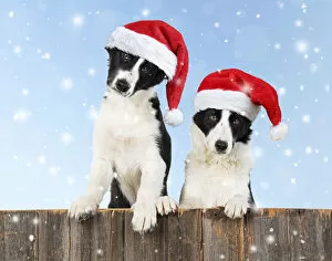 Border Collie dogs, two looking over wooden fence wearing Christmas hats in winter snow Date: 18-Mar-19