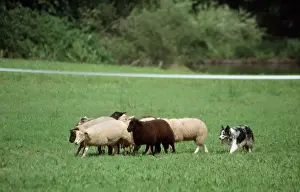 Herding Prints: Border Collie guarding sheep in meadow