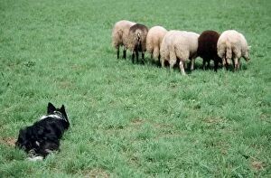 Border Collie guarding sheep in meadow
