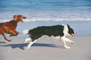 Racing Prints: Border Collie & Red Setter Dog CRH 771 Running across beach Tableview Beach