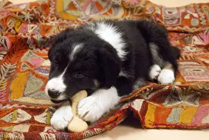 Border Collie Sheep Dog - puppy