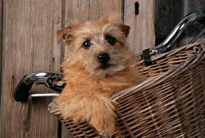 Transport Prints: Border Terrier Dog In basket on bicycle