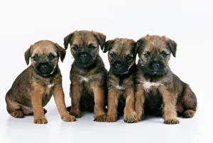 <b class=qtipBold><figcaption>Border Terrier Dog - puppies</figcaption></b><br>JD-14231 Border Terrier Dog - puppies John Daniels Please note that prints are for personal display purposes only and may not be reproduced in any way.<br><em>© John Daniels/ardea.com</em> Border Terrier Dog - puppies