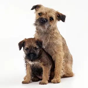 Border Terrier Dog With puppy