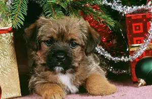 Border Terrier Dog - puppy under Christmas tree