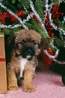 Border Terrier Dog Puppy under christmas tree