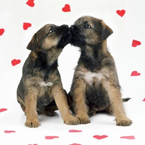 Face To Face Collection: Border Terrier Dog - x2 puppies & red hearts