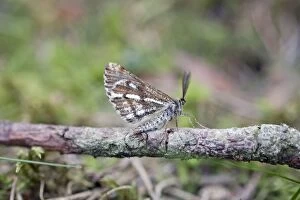 Bordered White Moth - male
