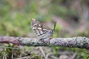 Images Dated 2nd June 2007: Bordered White Moth - male - Cornwall - UK