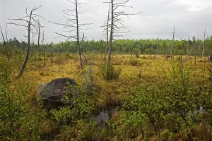 Boreal Bog Northern Maine, USA