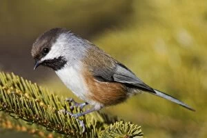 Images Dated 3rd January 2007: Boreal Chickadee