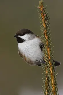Chickadee Prints: Boreal Chickadee