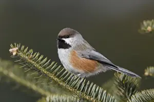 Boreal Chickadee