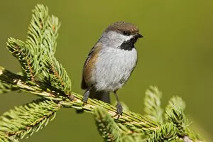 Images Dated 25th May 2008: Boreal Chickadee