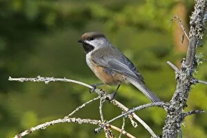 Images Dated 26th May 2007: Boreal Chickadee Maine, USA