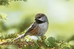 Chickadee Prints: Boreal Chickadee. Maine USA in June