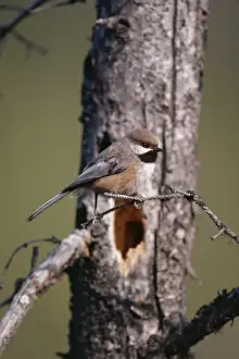 Boreal Chickadee MG 692 By nest hole, Alaska. Parus hudsonicus © Martin W. Grosnick / ARDEA LONDON