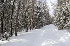 Boreal forest after a heavy snowfall