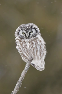 Images Dated 24th January 2005: Boreal Owl Ontario, Canada
