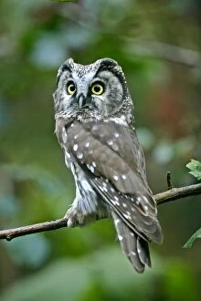 Boreal Owl - sitting on branch in forest
