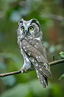 National Park Prints: Boreal Owl sitting on branch in forest Bavaria, Germany
