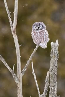 Boreal Owl - in winter snow actively hunting at