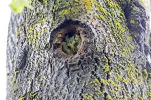 Aegolius Gallery: Boreal / Tengmalm's Owl adult female at entrance of nest