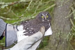 Images Dated 30th May 2014: Boreal / Tengmalm's Owl researcher measuring