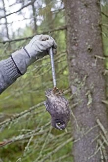 Images Dated 30th May 2014: Boreal / Tengmalm's Owl researcher weighing a young bird